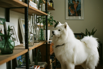 ambiente pet-friendly e decoração